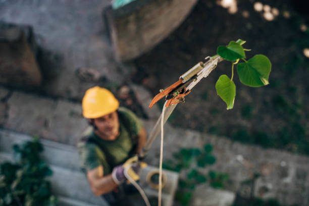 Leaf Removal in Elk Grove, CA